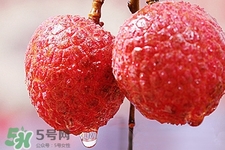 初春有荔枝吃嗎？立春后有荔枝吃嗎？