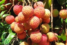 新鮮荔枝怎么保存？新鮮荔枝的儲(chǔ)存方法