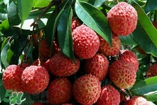 孕婦可以吃荔枝嗎？懷孕了能吃荔枝嗎？