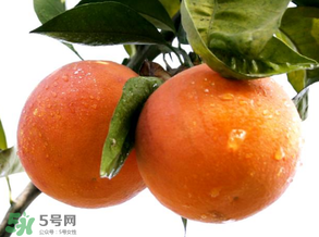 血橙為什么沒有血絲？血橙為什么不紅？