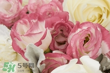 roseonly是怎么火起來的？roseonly值得買嗎？