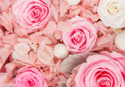 情人節(jié)送什么顏色花好？情人節(jié)送什么顏色玫瑰好？