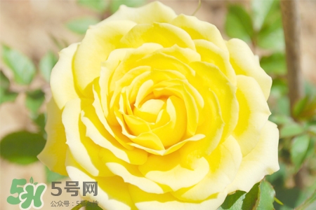 情人節(jié)可以送黃玫瑰嗎？情人節(jié)送黃玫瑰好嗎？