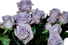 情人節(jié)可以送紫玫瑰嗎？情人節(jié)送紫玫瑰好嗎？