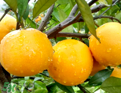 冰糖橙價格多少錢一斤？冰糖橙多少錢一斤2017？