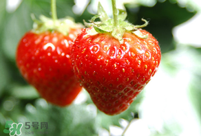 小孩咳嗽可以吃草莓嗎？小孩發(fā)燒可以吃草莓好？