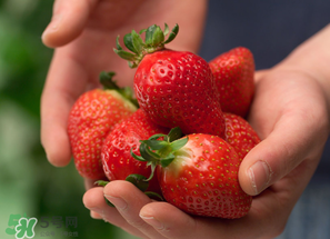 小孩咳嗽可以吃草莓嗎？小孩發(fā)燒可以吃草莓好？