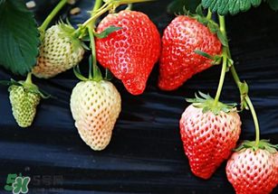 小孩咳嗽可以吃草莓嗎？小孩發(fā)燒可以吃草莓好？