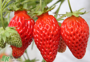 寶寶吃草莓會過敏嗎？寶寶吃草莓過敏怎么辦？