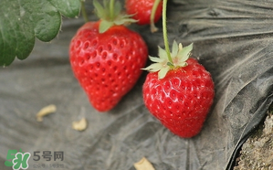 寶寶吃草莓會過敏嗎？寶寶吃草莓過敏怎么辦？