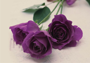 送紫玫瑰有什么含義？紫色玫瑰代表什么意思？