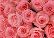 情人節(jié)可以送粉玫瑰嗎？情人節(jié)送粉玫瑰好嗎？