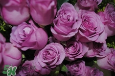 鮮花怎么養(yǎng)？鮮花怎么養(yǎng)放的比較久？