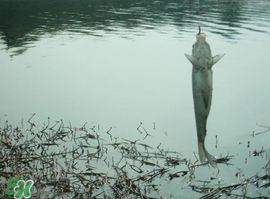 初春什么時(shí)候可以釣魚？初春釣魚技巧