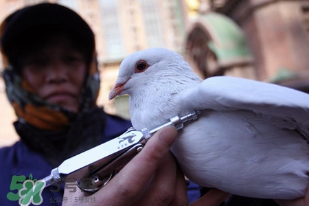 禽流感期間能吃鴿子嗎？吃鴿子會得禽流感嗎？