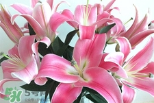 百合花怎么養(yǎng)？百合花在家怎么養(yǎng)？