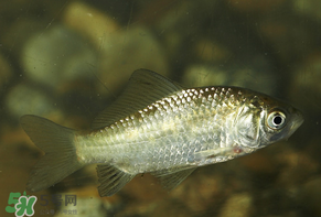 春天釣鯽魚用什么餌料？春天釣鯽魚餌料配方