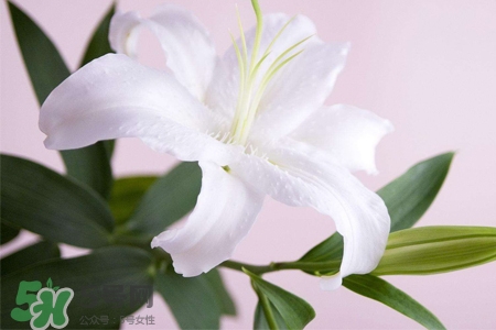 百合花怎么養(yǎng)水里？水養(yǎng)百合花怎么開久些？