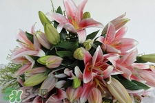 百合花怎么養(yǎng)水里？水養(yǎng)百合花怎么開久些？