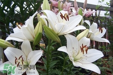 百合花葉子發(fā)黃怎么回事？百合花葉子發(fā)黃怎么辦？