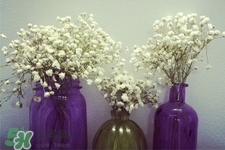 滿天星在花瓶里怎么養(yǎng)？滿天星買回來要養(yǎng)水嗎？