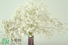 滿天星在花瓶里怎么養(yǎng)？滿天星買回來要養(yǎng)水嗎？