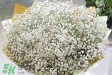 滿天星在花瓶里怎么養(yǎng)？滿天星買回來要養(yǎng)水嗎？