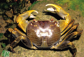 春天吃螃蟹應(yīng)該選公的好還是母的好？春天螃蟹是公的好還是母的？