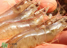 凍蝦發(fā)黑能吃嗎？變黑的凍蝦還能吃嗎？