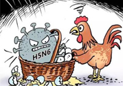 h7n9禽流感怎么預(yù)防？預(yù)防h7n9禽流感知識(shí)