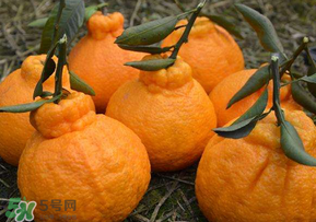 丑橘少錢一斤？丑橘一斤幾個(gè)？