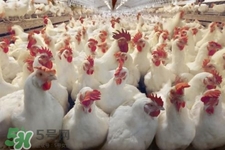 h7n9禽流感可以治愈嗎？禽流感能治好嗎？