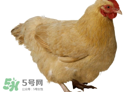 h7n9禽流感可以治愈嗎？禽流感能治好嗎？