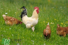 h7n9禽流感可以治愈嗎？禽流感能治好嗎？