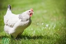 h7n9禽流感可以治愈嗎？禽流感能治好嗎？