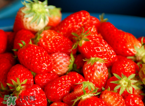 新鮮草莓可以放冰箱嗎？新鮮草莓能在冰箱里放幾天？