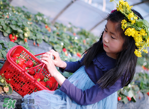 三亞哪里可以摘草莓？三亞摘草莓在哪里？