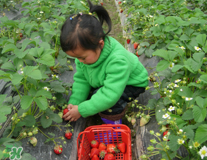 三亞哪里可以摘草莓？三亞摘草莓在哪里？