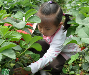 三亞哪里可以摘草莓？三亞摘草莓在哪里？