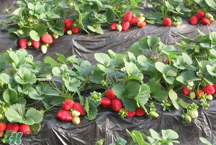 草莓一畝能收多少斤？一畝草莓能產(chǎn)多少斤？