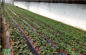 草莓一畝能收多少斤？一畝草莓能產(chǎn)多少斤？