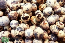 禽流感可以吃鵪鶉蛋嗎？禽流感期間能吃鵪鶉蛋嗎？