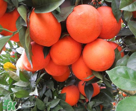 給寶寶吃臍橙好還是血橙好？臍橙好吃還是血橙好吃？