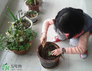 春天家里適合種什么花？春天適合種植什么花？