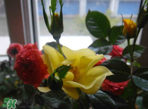 春天家里適合種什么花？春天適合種植什么花？