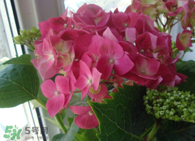 春天家里適合種什么花？春天適合種植什么花？