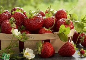 新鮮草莓怎么保鮮？新鮮草莓如何存放更久？