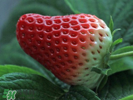 紅顏草莓為什么那么貴？紅顏草莓多少錢一斤？