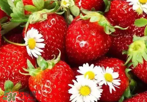 九九草莓多少錢(qián)一斤？99草莓價(jià)格是多少？