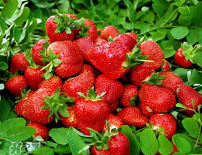 章姬和紅顏哪個(gè)好吃？章姬草莓和紅顏草莓的區(qū)別